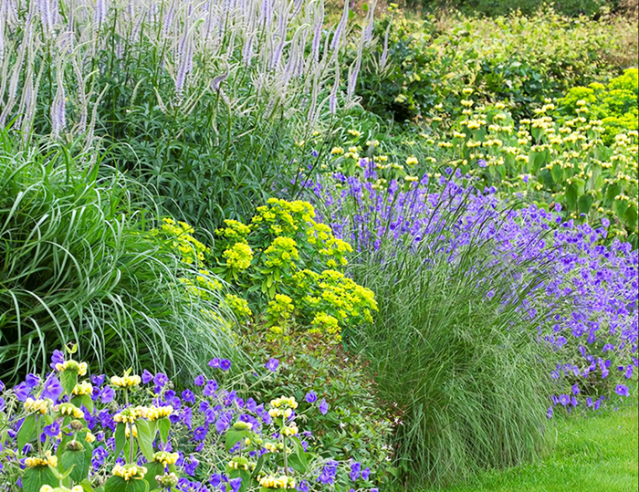 ������������� ���������� 'Lavendelturm' � ��������� � ������ �������� � ����-���������� ������� 'Orion'. Wisley RHS Garden, ������, �������� <!--noindex--><a href="https://pikabu.ru/story/landshaftnyiy_praktikum__58_okonchanie_11117755?u=http%3A%2F%2Fdewilde.nl&t=dewilde.nl&h=8cc8fc191f8afe7b2d28921f7dd59da74b6e0a92" title="http://dewilde.nl" target="_blank" rel="nofollow noopener">dewilde.nl</a><!--/noindex-->