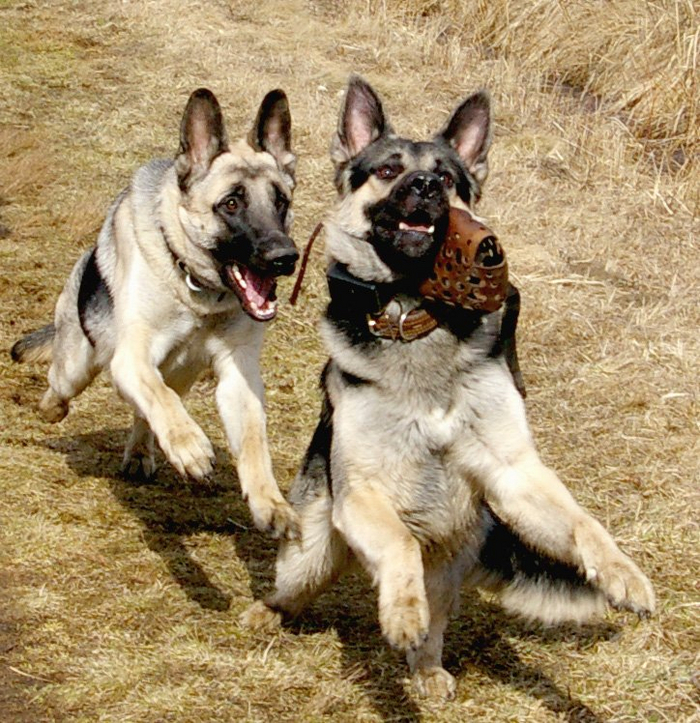 Саня, бежим, мы должны любой ценой защитить его от звонка бывшей!