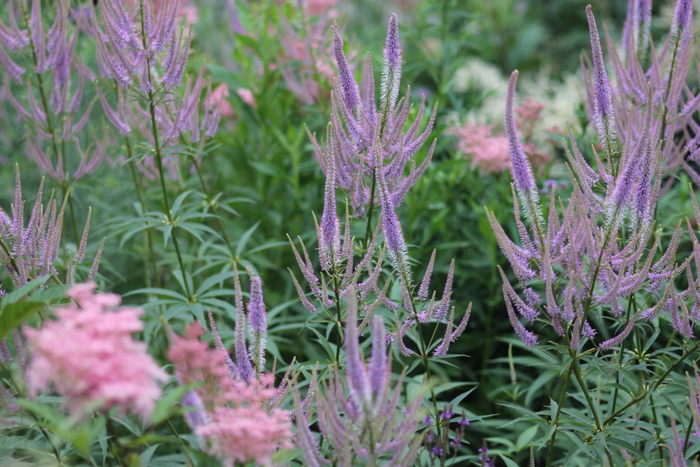 ��������� ��� Rob, �������, ��������: <!--noindex--><a href="https://pikabu.ru/story/landshaftnyiy_praktikum__58_khochu_veronikastrum_chast_2_udachnyie_i_neudachnyie_tsvetovyie_sochetaniya_11117737?u=http%3A%2F%2Fnatuurlijk-rijk.be&t=natuurlijk-rijk.be&h=3c4a64a9ad97b4ce0ade5ff7091f6ef94389313e" title="http://natuurlijk-rijk.be" target="_blank" rel="nofollow noopener">natuurlijk-rijk.be</a><!--/noindex-->