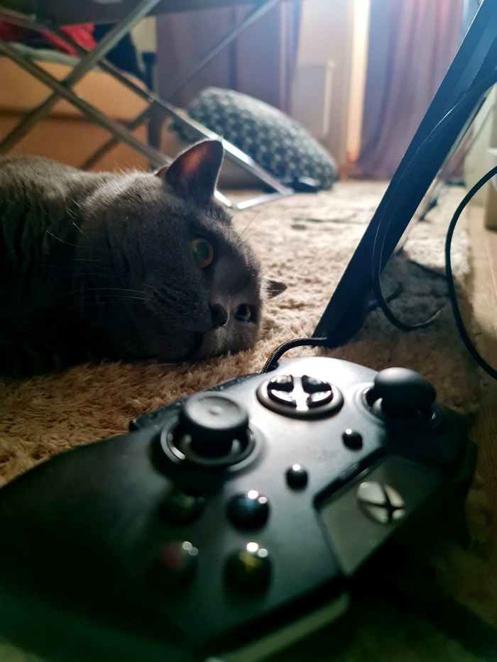 Игровые коты | Пикабу