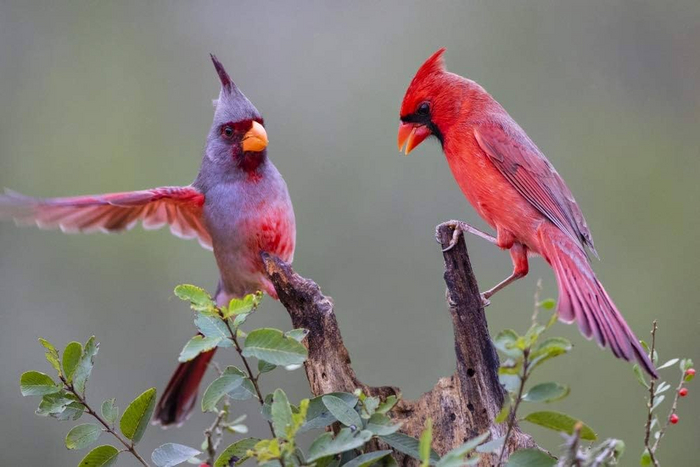 . Cardinalis sinuatus,     (Cardinalidae),     
