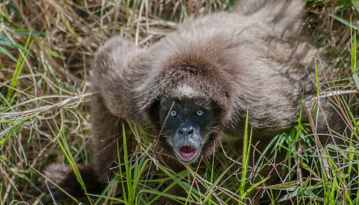Ничего себе! Есть лысые двуногие обезьяны?! Жуть какая!