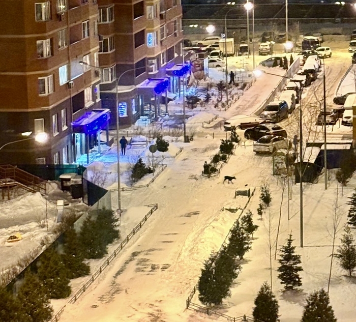 Ответ на пост «Выгуливайте собак на поводке»