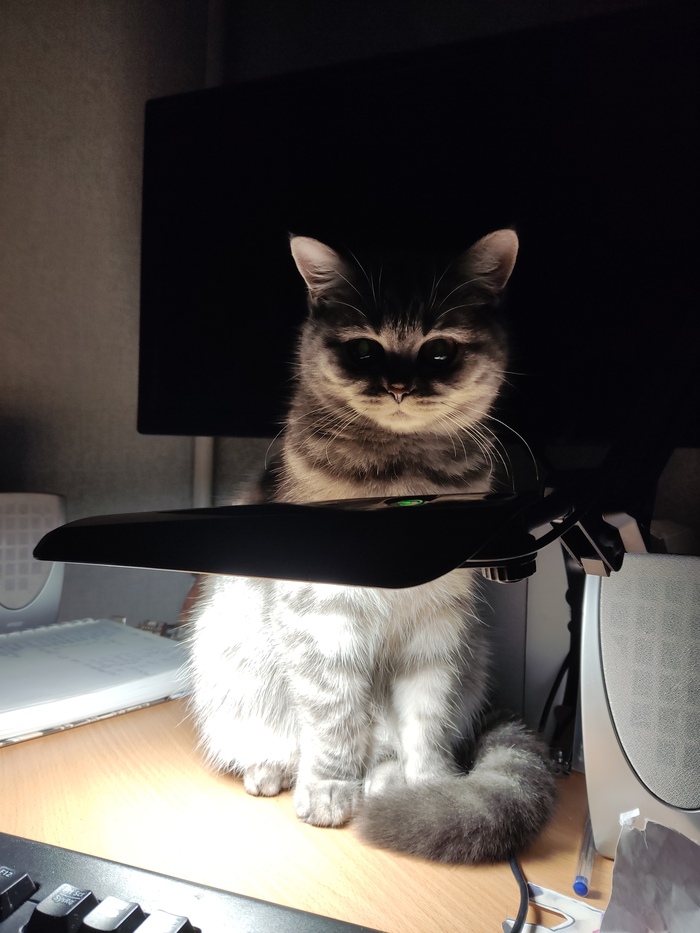 Котолампа присутствует :)