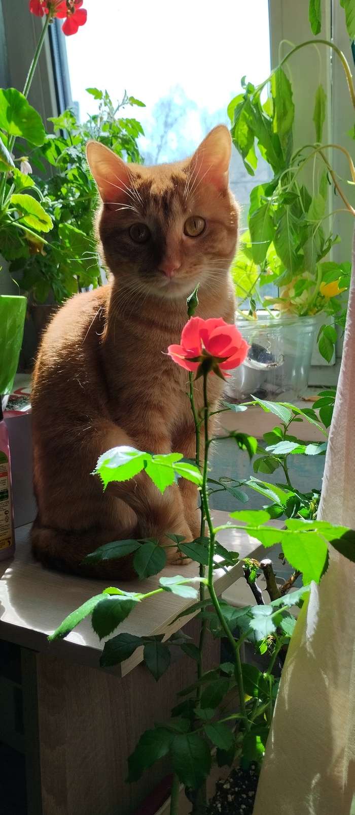 ��� ��������