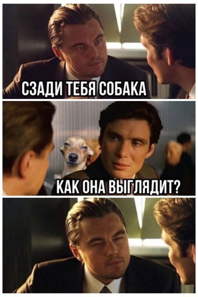 Собака | Пикабу