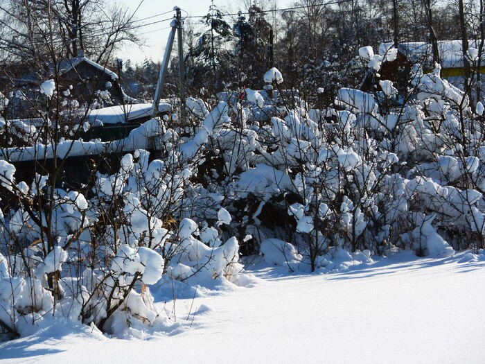 ������ ������� ����