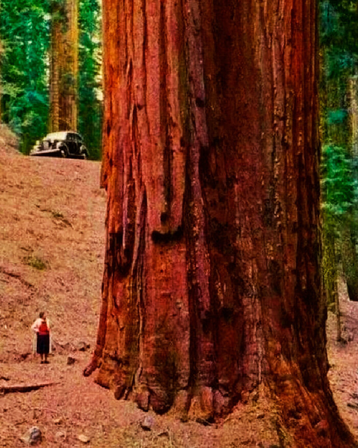 Почему на Земле практически не встречаются деревья, возраст которых исчисляется тысячелетиями? Дерево, 19 век, Вырубка, Тайны, Telegram (ссылка)