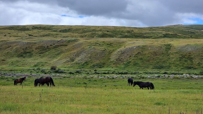 Кони на свободном выпасе до осени, потом за ними придут хозяева