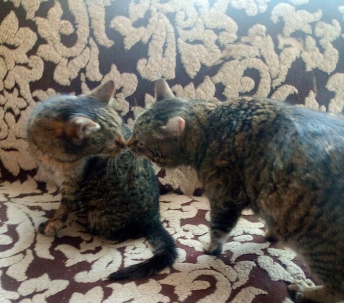 Веселая ферма. Кошка из капкана