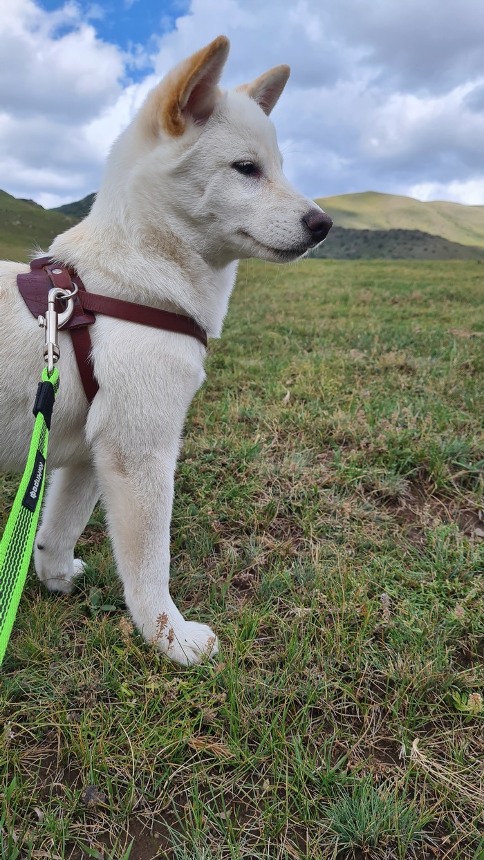 Высокогорные пастбища Тянь-Шаньских гор (граница Киргизии и Казахстана)