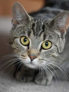 Как ухаживать за кошками