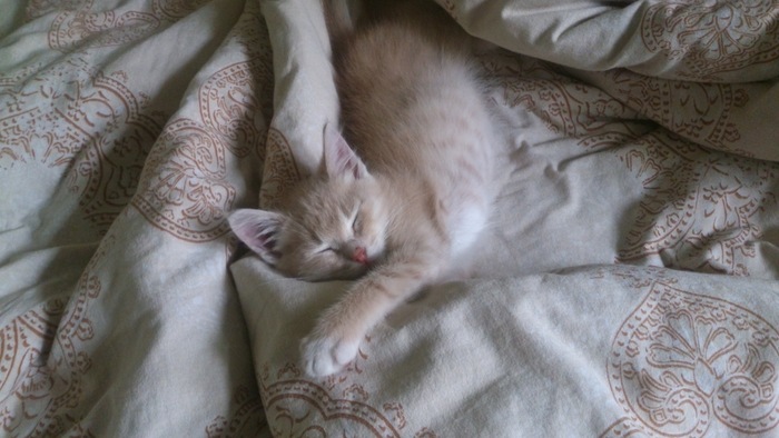 Финик, будучи котенком, в 2018 году