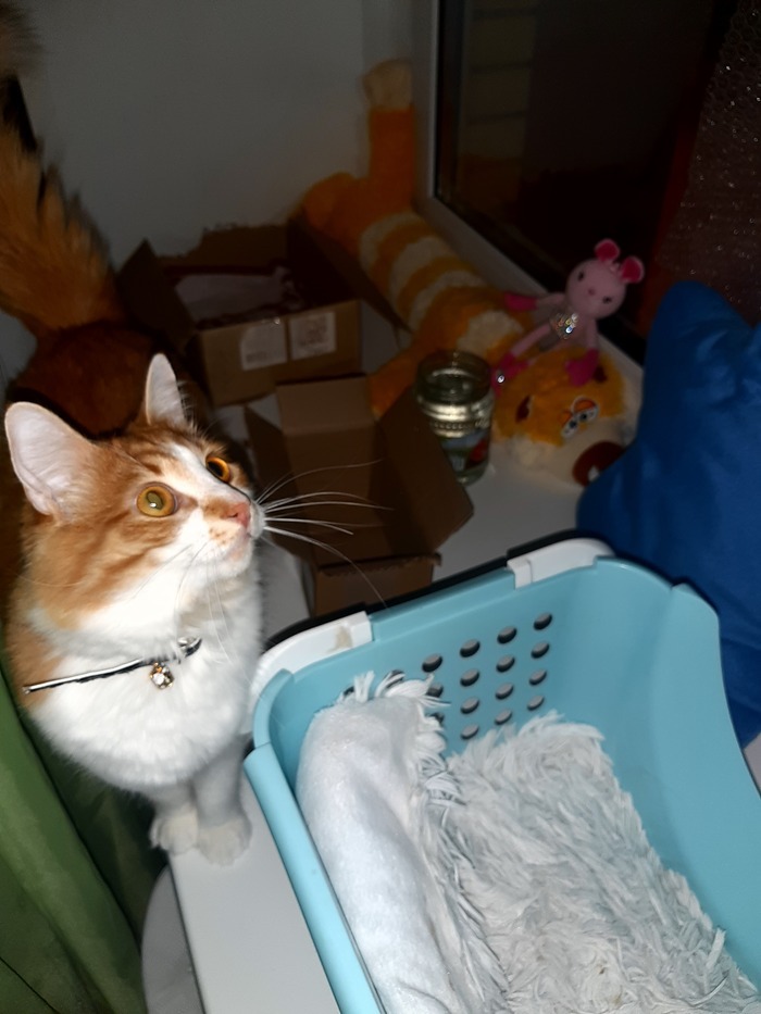 Ответ на пост «Почему коты любят коробки? Оказывается, это не просто ...