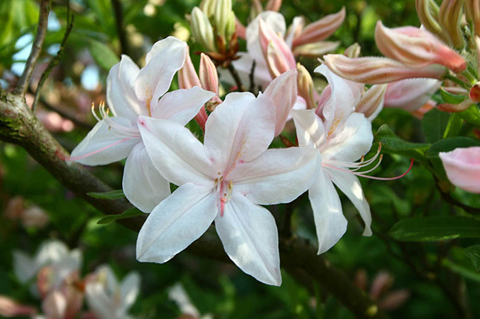 Deutsche Genbank Rhododendron