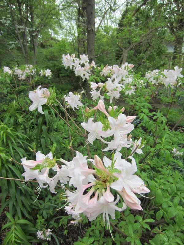 Missouri Botanical Garden