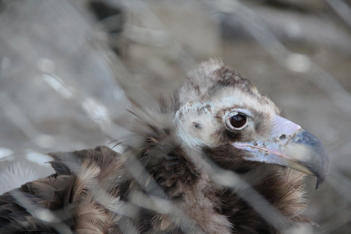 В них содержаться одни из самых крупных представителей хищных птиц. Вольер высокий, около 10 метров.