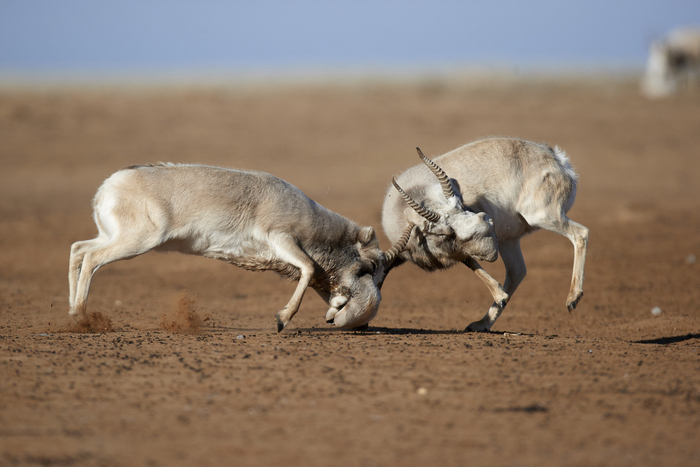 Точное попадание. Фото: Олег Першин, снято в заказнике "Степной"