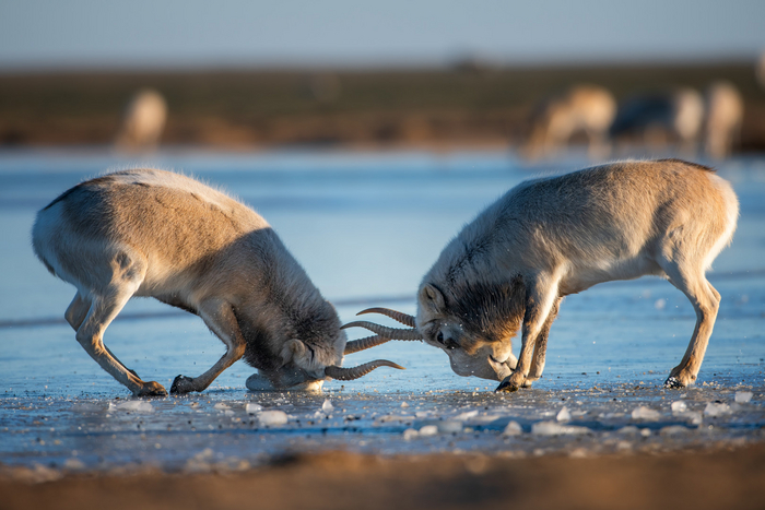 Битва на льду. Фото: Роман Лобанов, снято в заказнике "Степной"