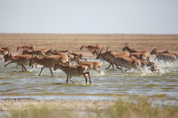 Фото: Николай Степкин, снято в заказнике "Степной"
