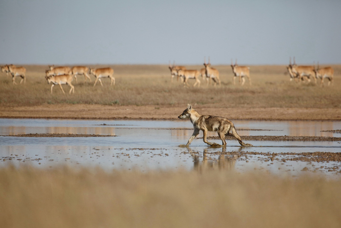 Фото: Николай Степкин, снято в заказнике "Степной"