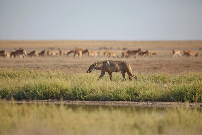 Фото: Николай Степкин, снято в заказнике "Степной"