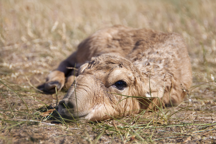День первый. Фото: Андрей Гилёв, снято в заказнике "Степной"