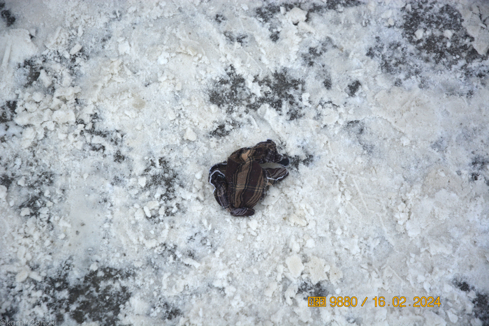 А также платочек.. или что это прям валяется