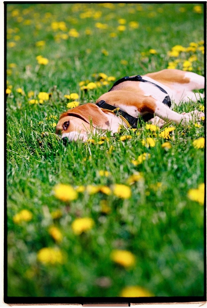 Алиса Атосовна в цветочках. Kodak portra 400 Бигль, Собака, Пленка, Kodak, Прогулка, Фотография