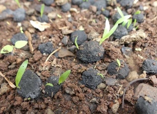 Зачем в Кении разбрасывают миллионы чёрных шариков по всей стране Кения, Южная Африка, Лес, Познавательно, Метод, Длиннопост, Telegram (ссылка)