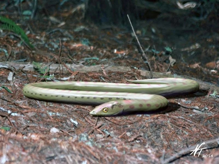 Phlegethontia    // <!--noindex--><a href="https://pikabu.ru/story/aistopodyi_11141152?u=https%3A%2F%2Fextinct-animals.fandom.com%2Fru&t=https%3A%2F%2Fextinct-animals.fandom.com%2Fru&h=27ec5b7d60042a35af736c2062d576dd350c8dc1" title="https://extinct-animals.fandom.com/ru" target="_blank" rel="nofollow noopener">https://extinct-animals.fandom.com/ru</a><!--/noindex-->