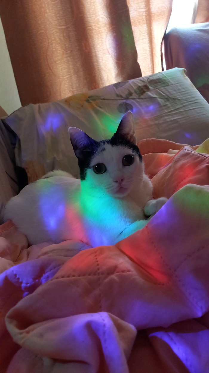 ���� ���������