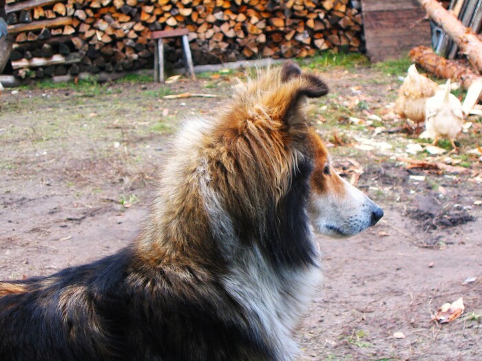 ������ ����