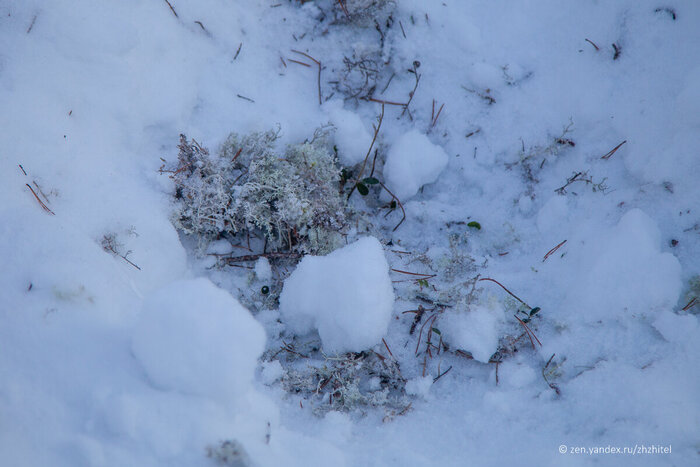 Олени — идеальные животные на севере. О себе заботятся сами. Дают еду и тепло.