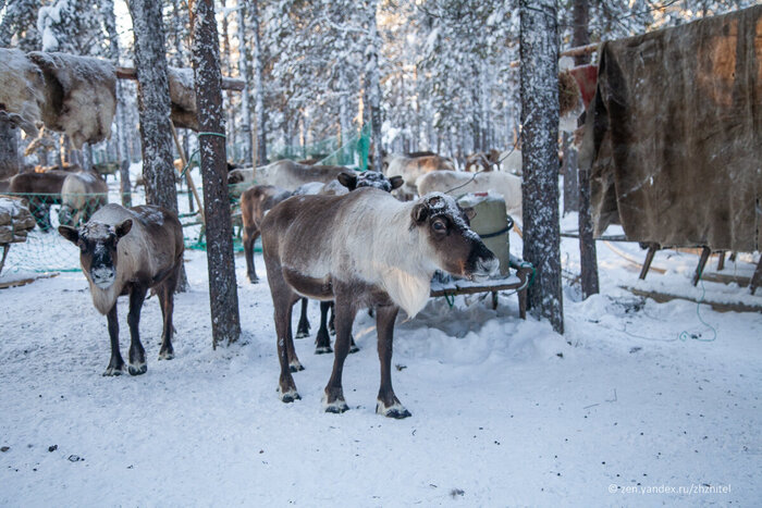 Зимнее стойбище оленеводов