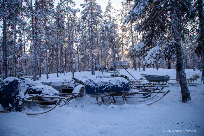 Сани оленеводов