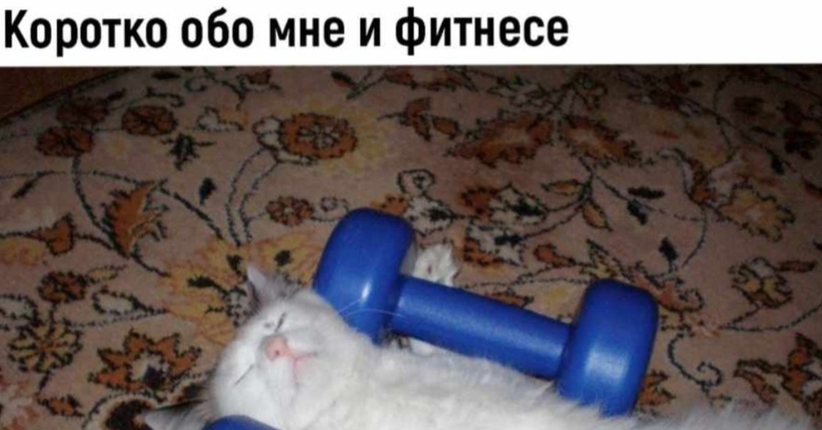 Спортивный котик картинка