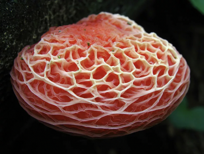 Существо без мозга, которое решает задачи и управляет чужим сознанием Грибы, Тихая охота, Грибники, Эксперимент, Детский журнал, Научпоп, Инопланетяне, Длиннопост Существо без мозга, которое решает задачи и управляет чужим сознанием Грибы, Тихая охота, Грибники, Эксперимент, Детский журнал, Научпоп, Инопланетяне, Длиннопост