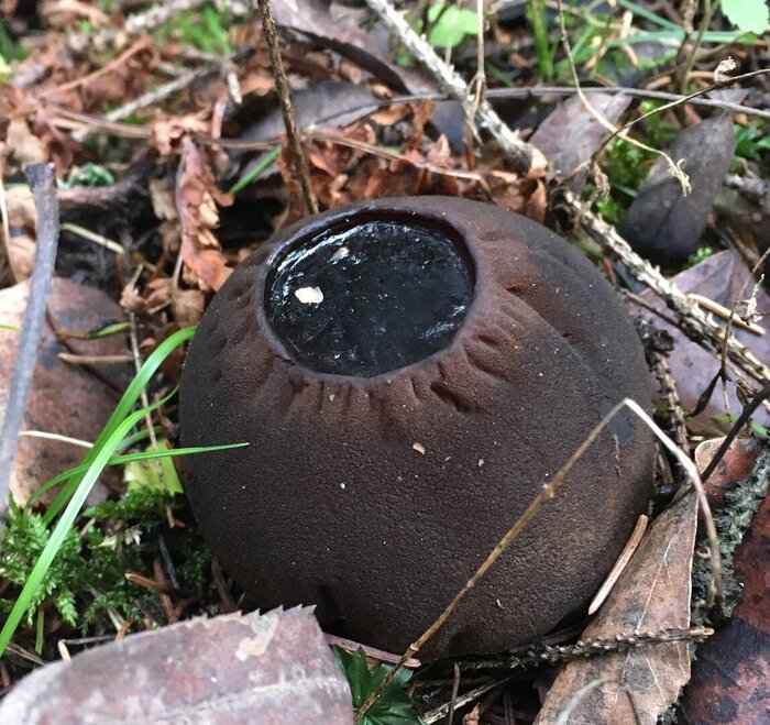 Существо без мозга, которое решает задачи и управляет чужим сознанием Грибы, Тихая охота, Грибники, Эксперимент, Детский журнал, Научпоп, Инопланетяне, Длиннопост Существо без мозга, которое решает задачи и управляет чужим сознанием Грибы, Тихая охота, Грибники, Эксперимент, Детский журнал, Научпоп, Инопланетяне, Длиннопост