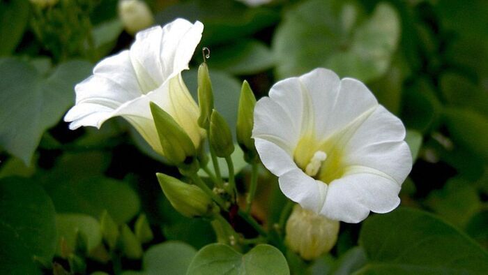   (  Turbina corymbosa)