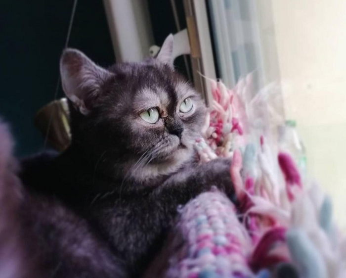 «Некрасивую» кошку никто не хотел забирать из приюта: она провела в ожидании больше года