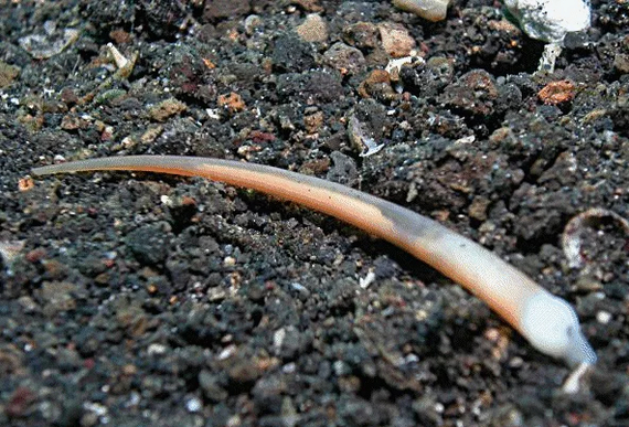 Бесплатные заточки посреди океана. Ходи – собирай!