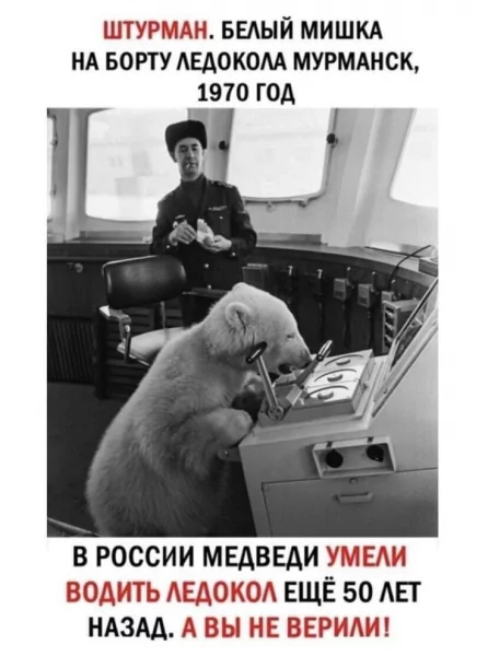 Штурман Штурман, Медведи, Telegram (ссылка), Картинка с текстом, 70-е, Белый медведь