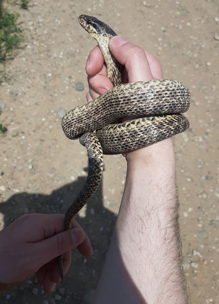   (Elaphe sauromates). 