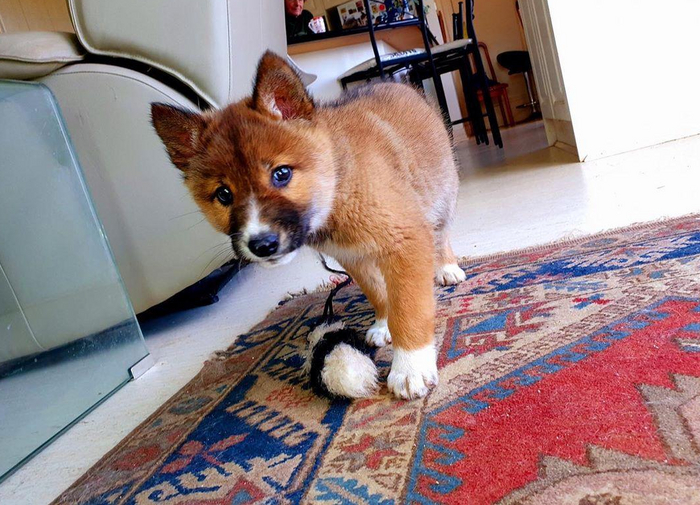 Найденный во дворе частного дома щенок оказался редким животным