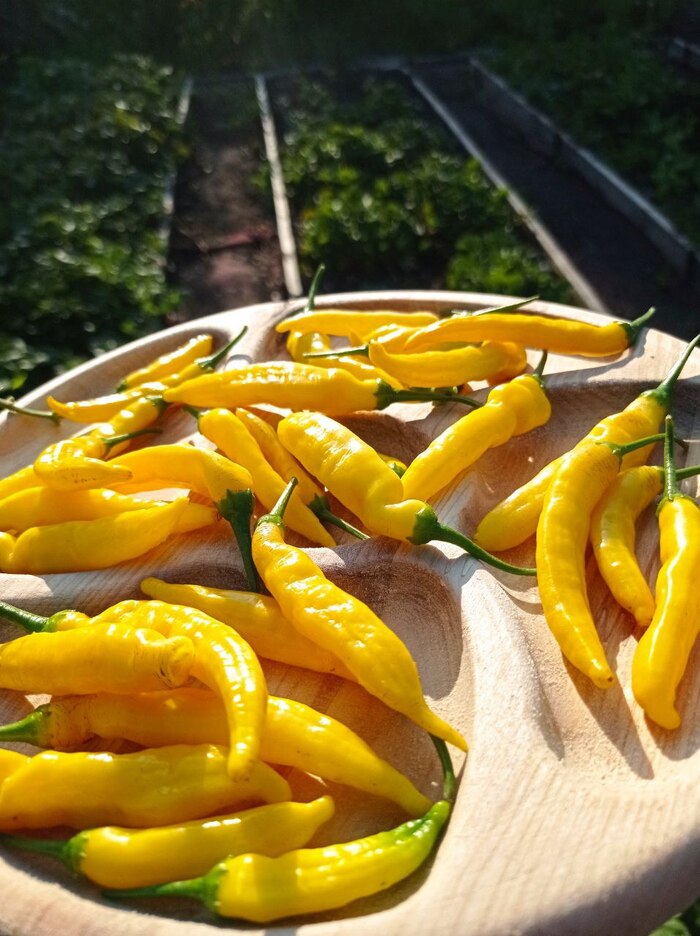 c. baccatum aji russian