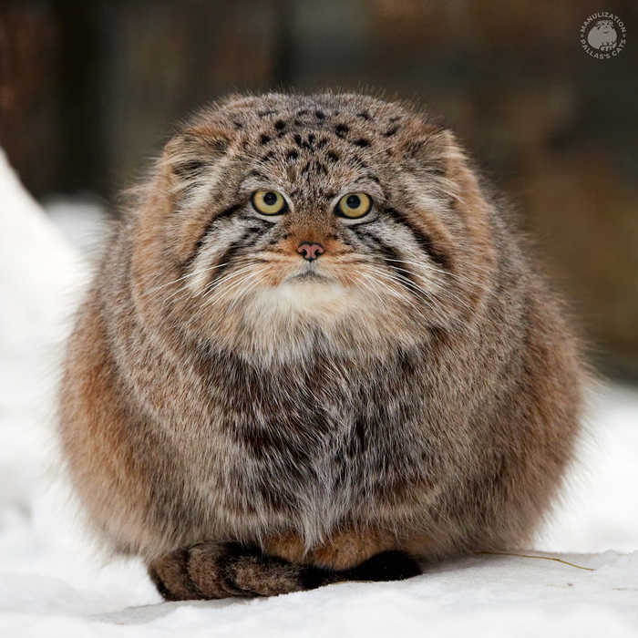 ������� (#1)