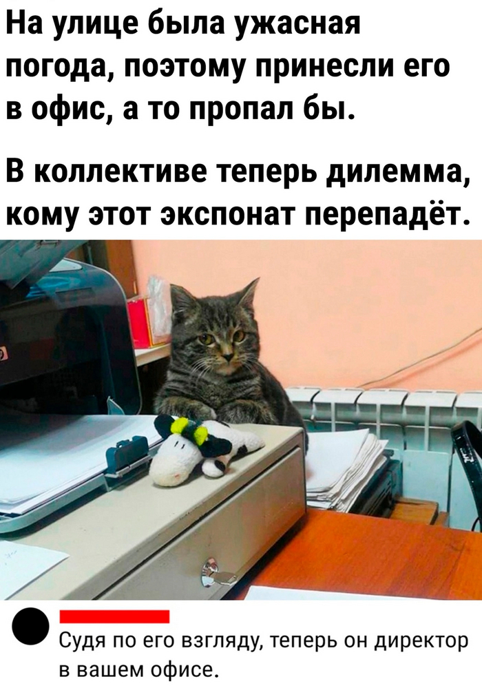 Meow boss  , , , ,   , 