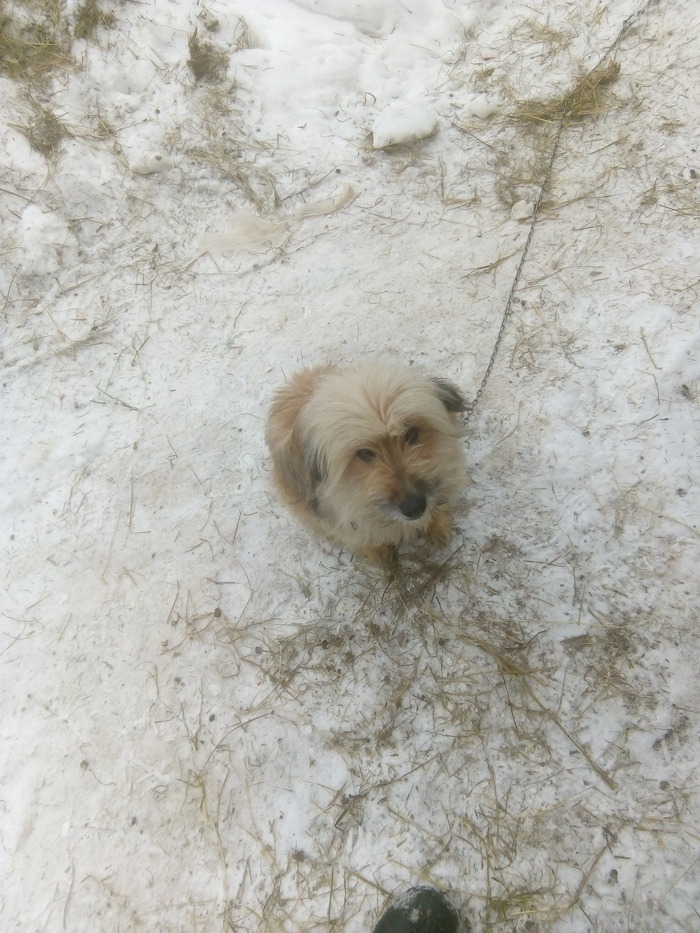 Про Майку Сельское хозяйство, Село, Истории из жизни, Авторский рассказ, Семья, Коза, Козленок, Деревня, Козоводство, Длиннопост