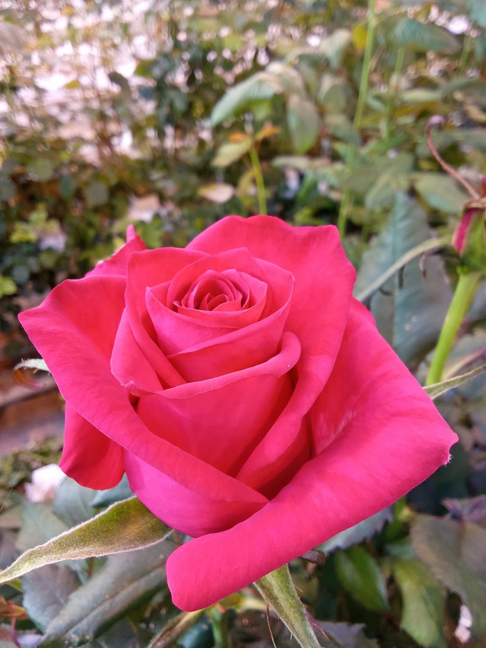 Новые сорта роз на испытании Цветы, Роза, Цветение, Длиннопост, Мобильная фотография